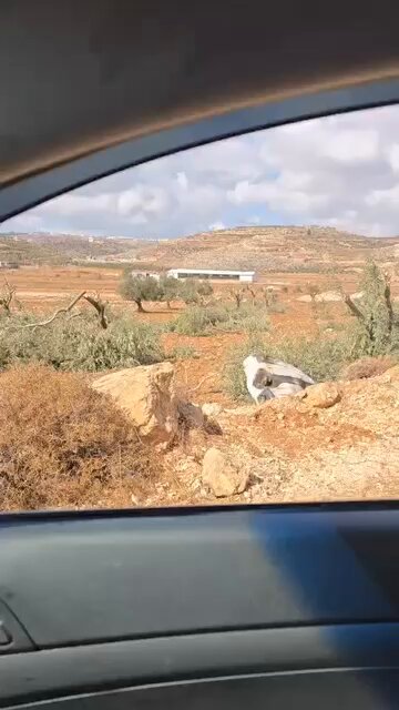 Israeli zionist settlers attack and uprooted olive trees in Palestinian village of Abu Falah, north of Ramallah..