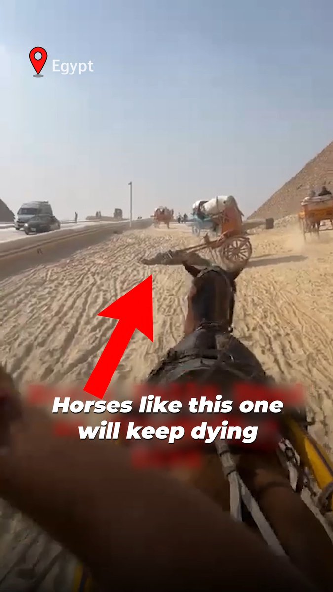 Egypt's tourism industry is a death sentence for horses 💔 They're whipped, abused, overworked, &amp; when their body inevitably gives out on them, they're discarded like pieces of trash 😔 ALWAYS leave animals OFF your travel itinerary!