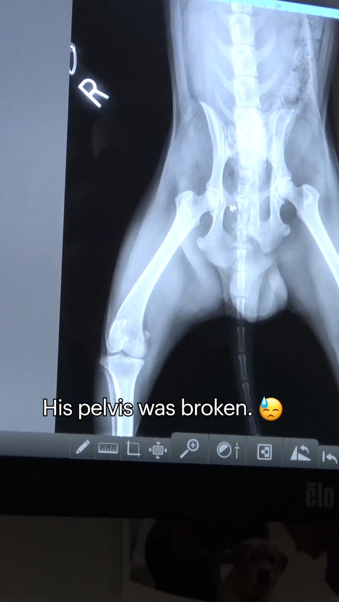 Imagine getting hit by a car, and no one would help you for three days!!! Three days and nights without painkillers, without surgery, until someone finally called Hope For Paws for help.