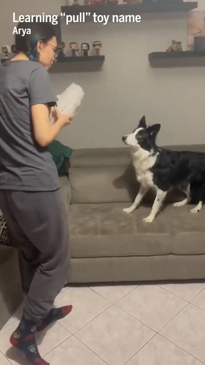Humans learn as toddlers how to extend labels to new items based on their functions, such as applying the word “cup” to both a teacup and a sippy cup even though they look different. But finding this skill in dogs—a species much more evolutionarily distant from humans—suggests “the roots of these capacities are widespread in the evolutionary tree.”