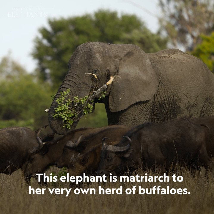 Sometimes the best families are the ones you make for yourself—this elephant has formed a herd of her own with a group of buffalo who have learned to understand her. 🐘 #SecretsOfTheElephants is now streaming on Disney+ and Hulu.