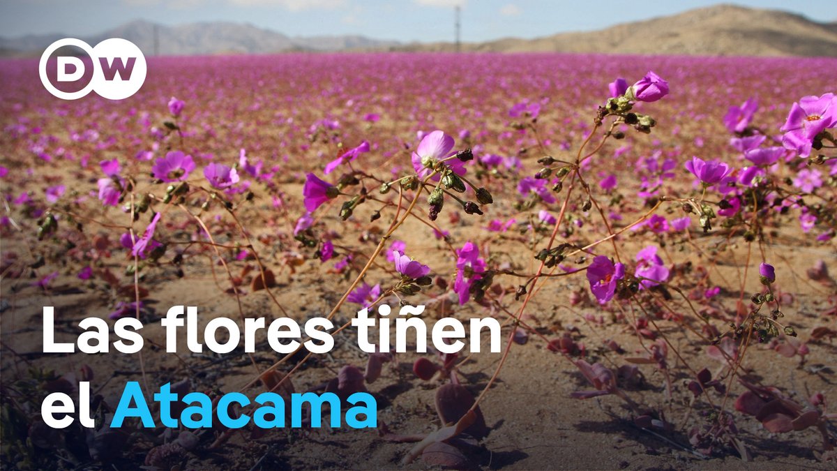 Florece el desierto más árido y seco del mundo En una experiencia única el desierto de #Atacama se convierte en el “#DesiertoFlorido”. La lluvia del invierno transforma esta explanada árida e inerte en una alfombra de colores impresionante y llena de vida. Su máxima floración se produce a mediados de octubre. /cmw