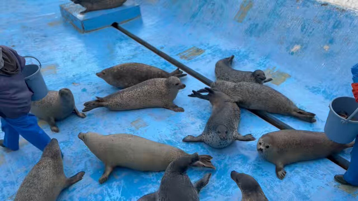 スライディングアザラシ 🦭三三 2023.04 #ノシャップ寒流水族館 再掲