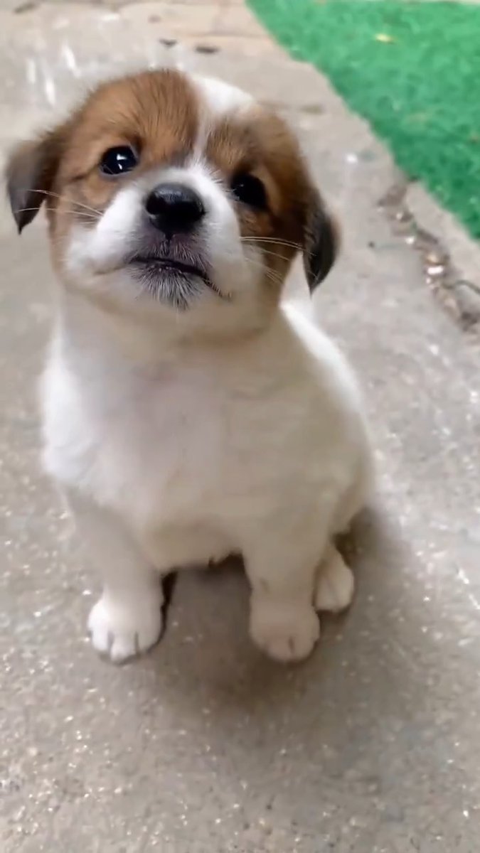 cute buddy pup 🐶💞