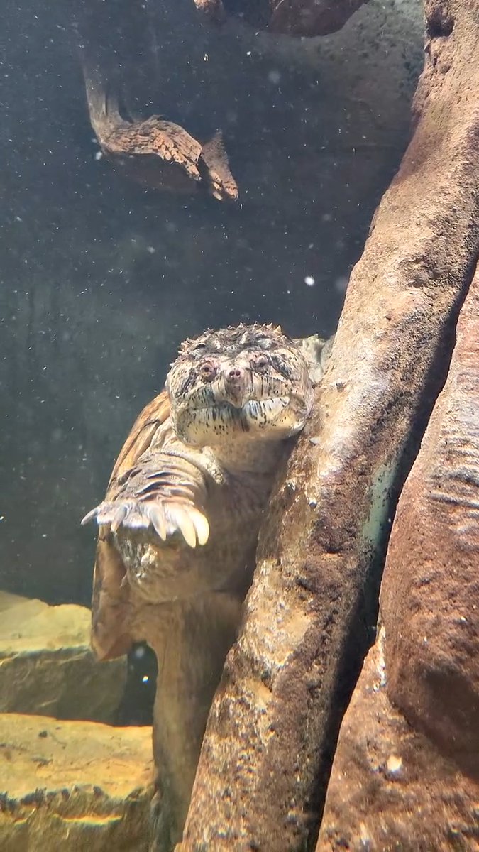 Gloomy days call for Tyler the Florida snapping turtle to brighten things up 🐢 While Florida snapping turtles like Tyler are sometimes found on land, they spend majority of their time underwater, holding their breath for up to 50 minutes!