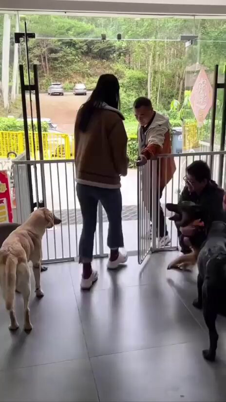 犬「ママ、僕はもう必要ないの?」 飼い主が去っていくのを見た犬は、 胸が張り裂ける思いで泣きました。 スタッフや入居者全員が駆け寄り慰める 愛犬のペットシッターセンター初日.(^^♪
