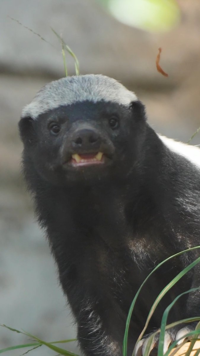 One tough Cookie (the honey badger) 🦡