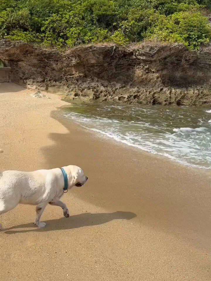 Not a care in the world..🐕🐾😅