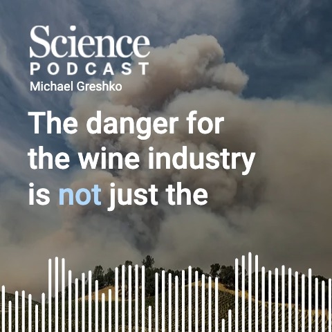 On this week's #SciencePodcast🎙️, producer Kevin McLean talks with Associate Online News Editor Michael Greshko about the impact of wildfires on wine; a couple horse stories; and why educators are racing to archive government materials. 🎧 Listen here:
