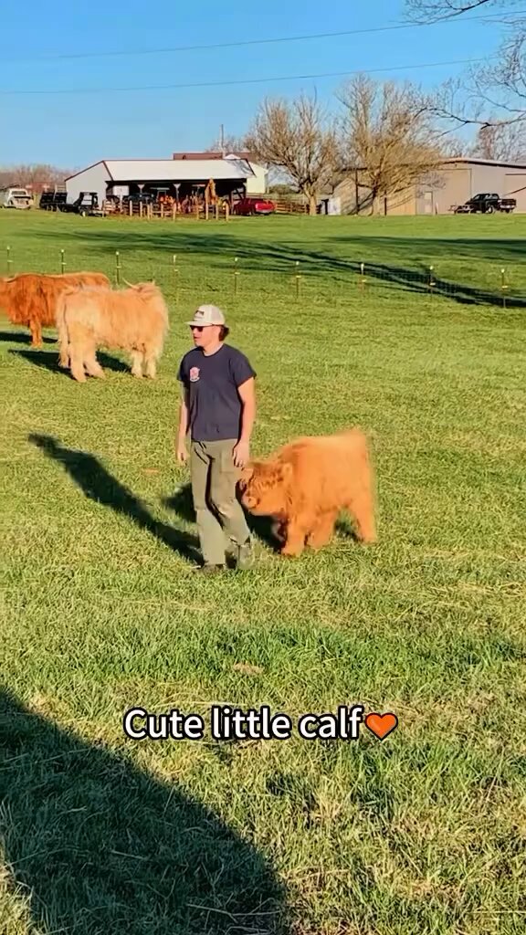 Little baby cow
