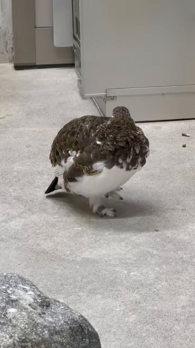 ライチョウさんの舌ペロ👅 #大町山岳博物館 #ニホンライチョウ #ライチョウ #rockptarmigan #舌ペロ