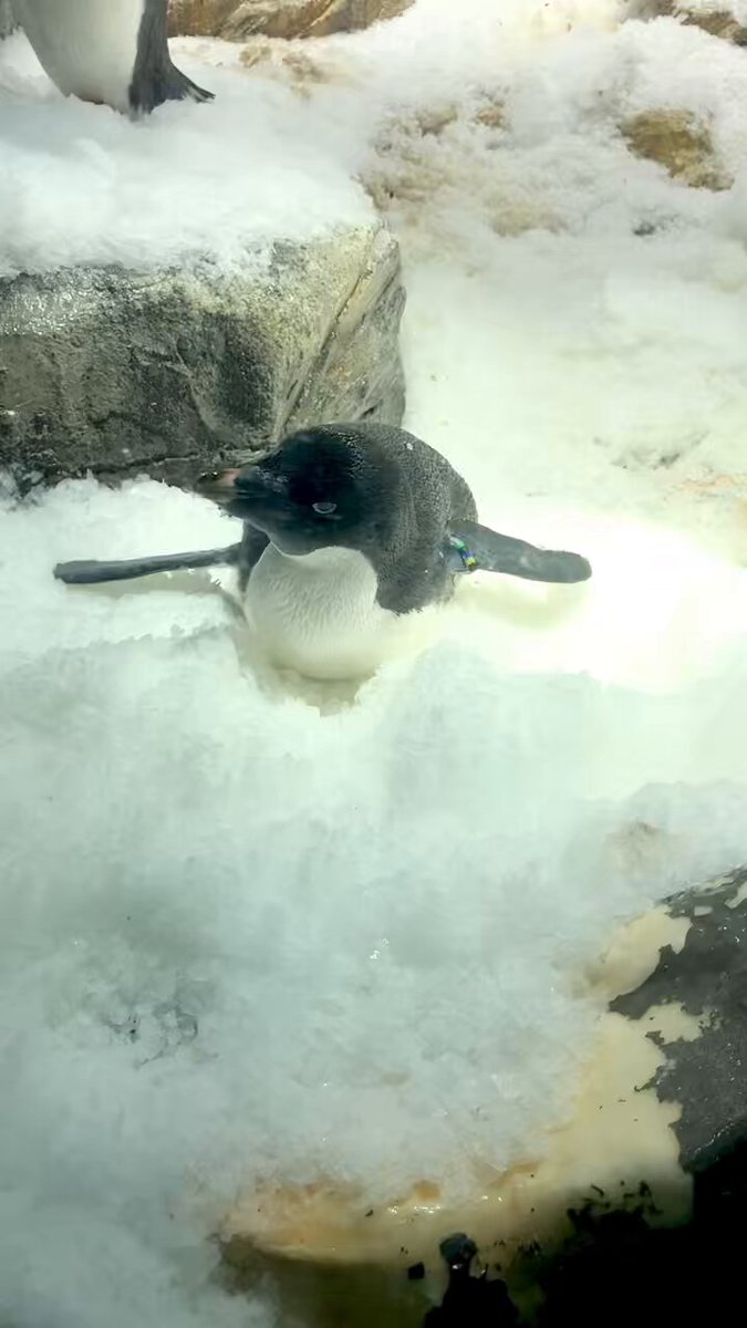 何してるの？って聞かれると困るやつ #雪が大好き #アデリーペンギン #南極大陸