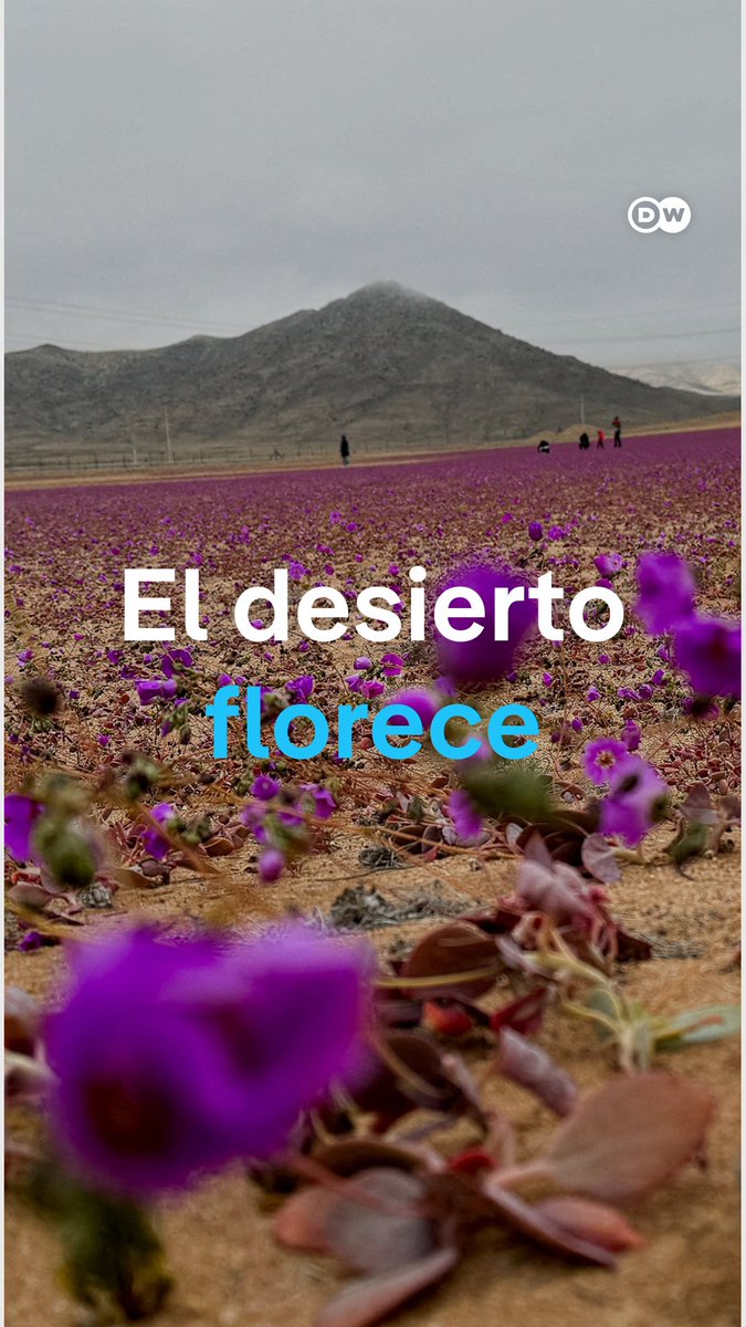 El fenómeno del #desiertoflorido regresa a #Atacama La lluvia del invierno transformó esta explanada árida e inerte en una alfombra de colores impresionante y llena de vida. Su máxima floración se produce a mediados de octubre. /es