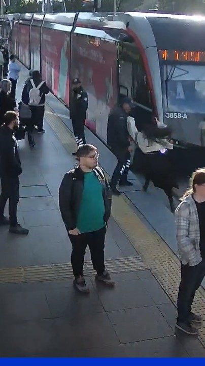 Sauvée par un agent de sécurité, une femme échappe de peu à une collision avec un tramway