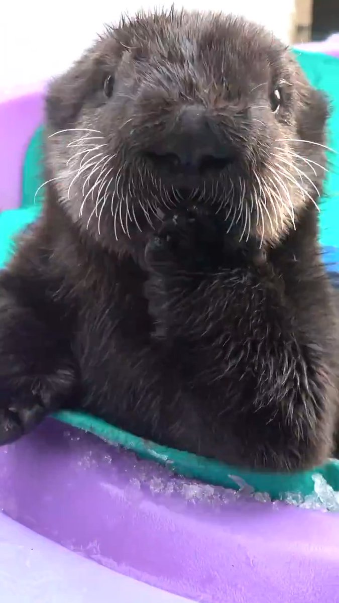 Happy birthday Lincoln! The 👑 of Sea Pups is turning 8