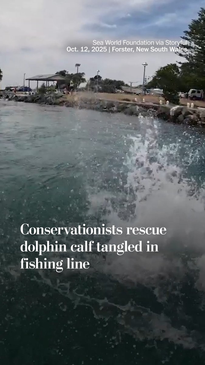 Rescuers from the Sea World Foundation saved a bottlenose dolphin calf that had become tangled in a fishing line off the coast of Forster in Australia on Sunday. The dolphin has rejoined its mother despite suffering from some wounds.