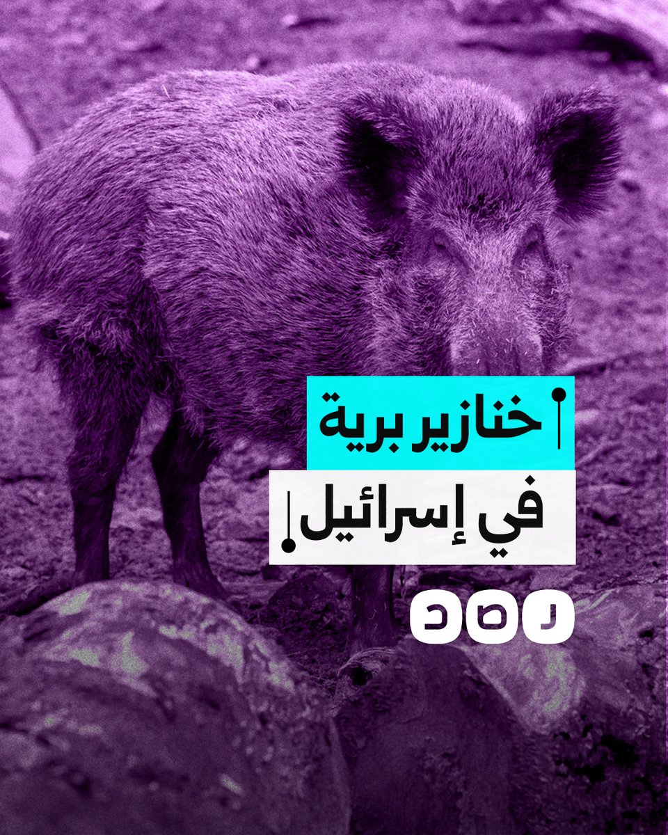 خنازير برية تهاجم التلاميذ في مدرسة بالأراضي المحت لة.. ما التفاصيل؟