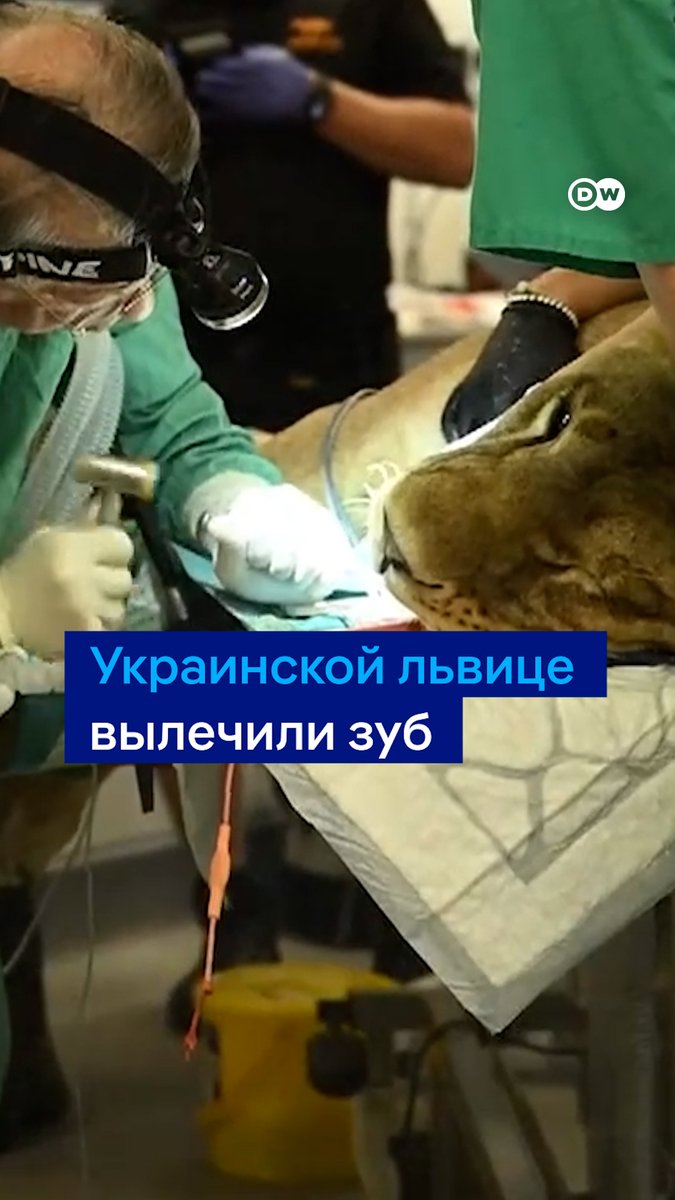 Львице, спасенной из Украины, вылечили больной зуб в Великобритании. Теперь она уже играет и кокетничает у забора, где по соседству находится самец Рори, но вы только посмотрите, как проходила операция 🦁🦷