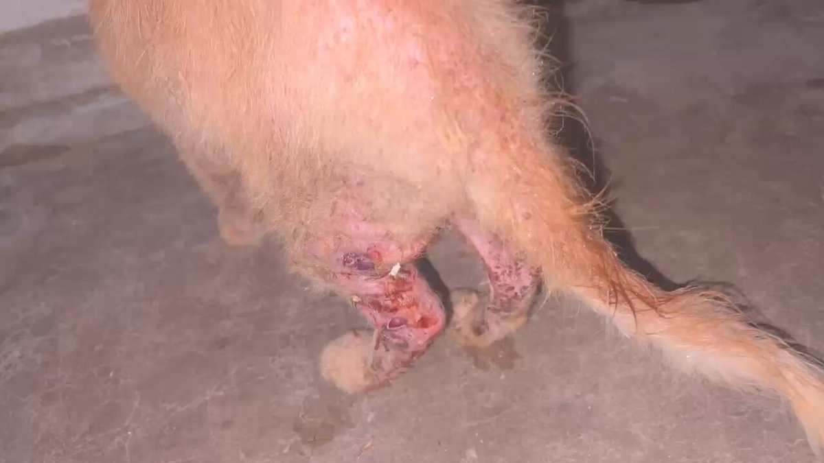 Salam Jumaat semua. Maaf ye.. saya dengan rendah diri nak mohon bantuan dana untuk rawatan KayDee. KayDee masih kat vet, kaki dia infected &amp; kena daily wound cleaning 😢 Kalau ada rezeki lebih, please help us a bit with her treatment 🙏🏻🙏🏻🙏🏻