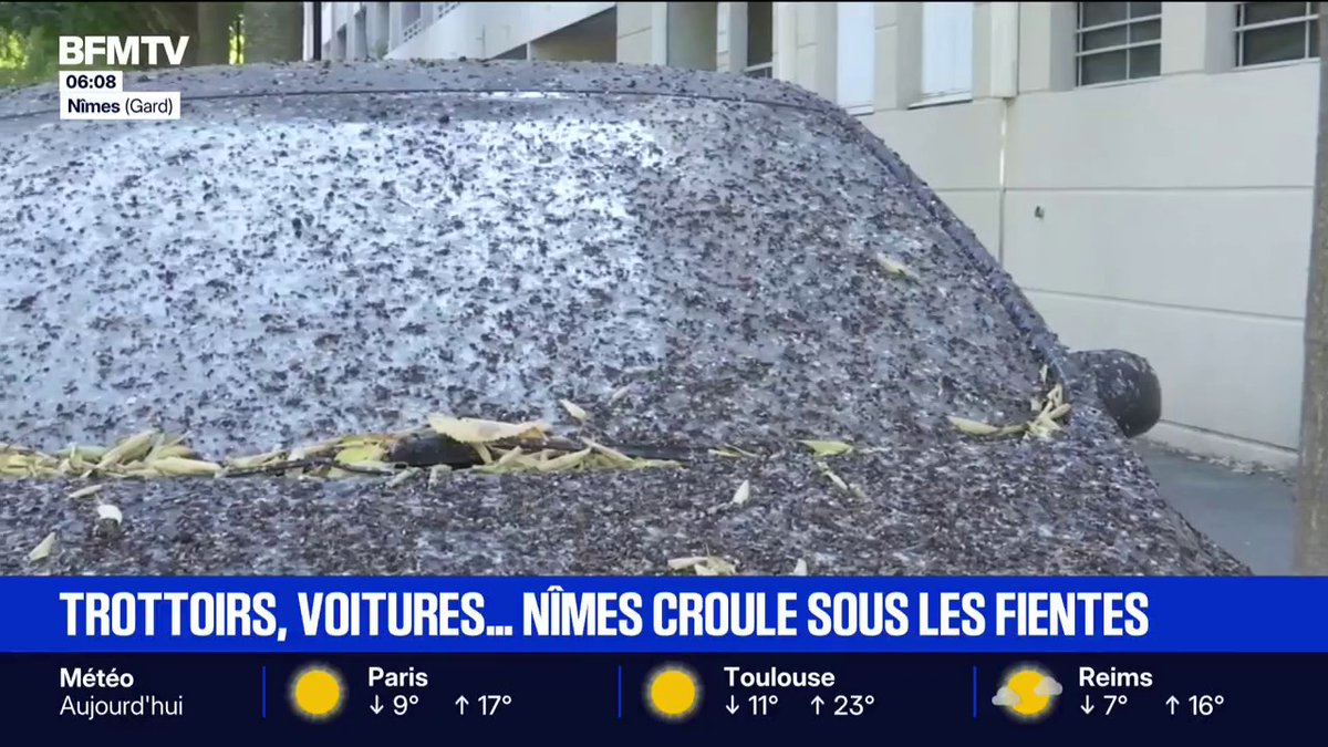 Trottoirs, voitures… Nîmes croule sous les fientes d’étourneaux