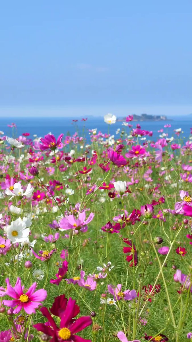 一島一家のコスモス畑🌸 来週いよいよ見頃迎えます✨ 場所わからん！ という声もいただきます🙏 GoogleMAPで検索できるようにしております！ 一島一家のコスモス畑で検索！ #海に眠るダイヤモンド