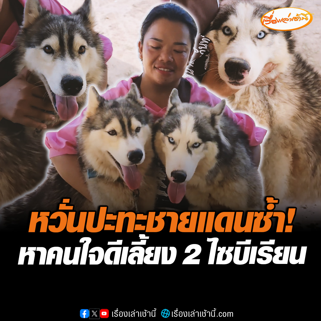 เจ้าของใจสลาย หวั่นปะทะชายแดนไทย–กัมพูชา ประกาศหาคนรับเลี้ยง “ไซบีเรียน” สุดรัก 2 ตัว เหตุต้องอพยพหนีตายอีกครั้ง ขอฝากชีวิตสุนัขไว้กับคนใจดี “ขอแค่รักมันเหมือนลูก” อ่านข่าว : #เรื่องเล่าเช้านี้ #ข่าวช่อง3 #ข่าวภูมิภาค #ศรีสะเกษ