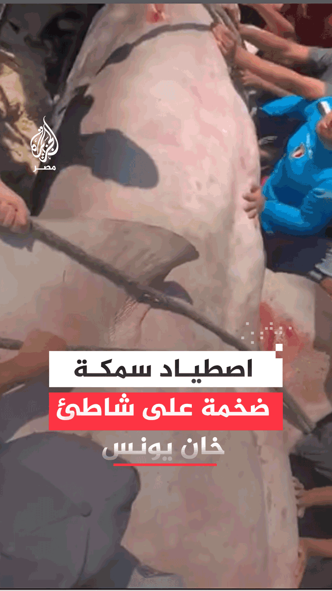 ردة فعل النازحين على شاطئ خان يونس جنوب قطاع غزة بعد اصطياد سمكة ضخمة
