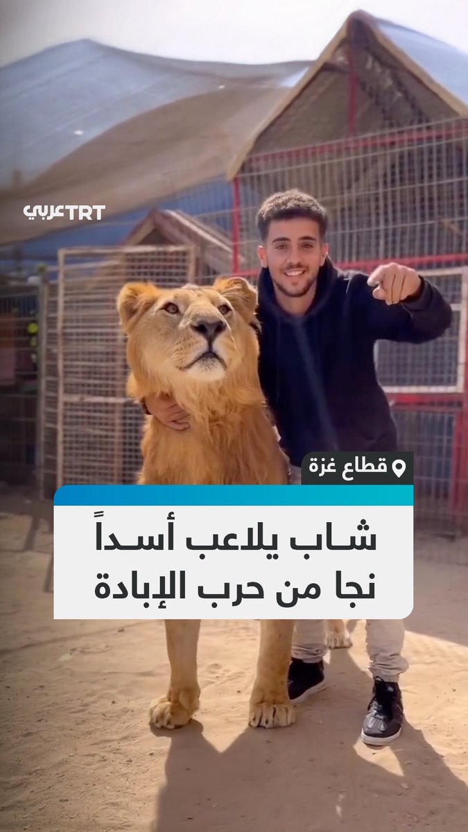 رغم الإبادة والتجويع الممنهج بقي على قيد الحياة.. فلسطيني يلاعب أسداً نجا من حرب الإبادة الإسرائيلية التي استمرت عامين على قطاع غزة. #تفاعل ليصل إليك كل جديد
