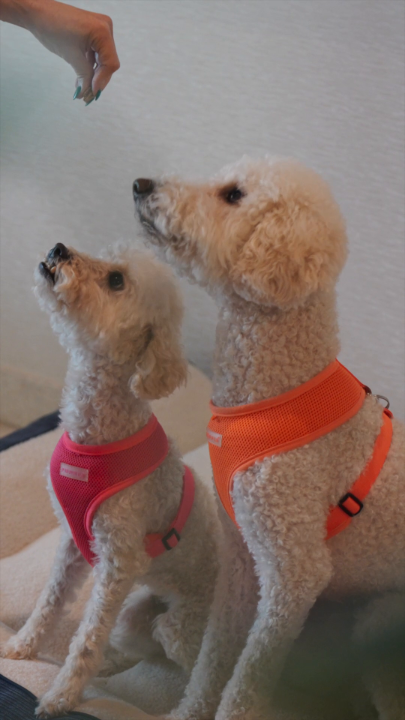 A guest with paws is still a guest. At Century Plaza, companionship is always welcome. Know more: #FairmontHotels #FairmontCenturyPlaza #MakeSpecialHappen