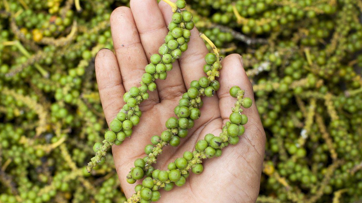 Why Kampot peppercorns are so expensive