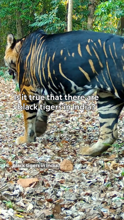 Nat Geo Explorer and photographer Prasenjeet Yadav explains why tigers in India's Similipal Reserve have a unique genetic mutation—and what forest managers and geneticists are doing to combat it. Learn more: