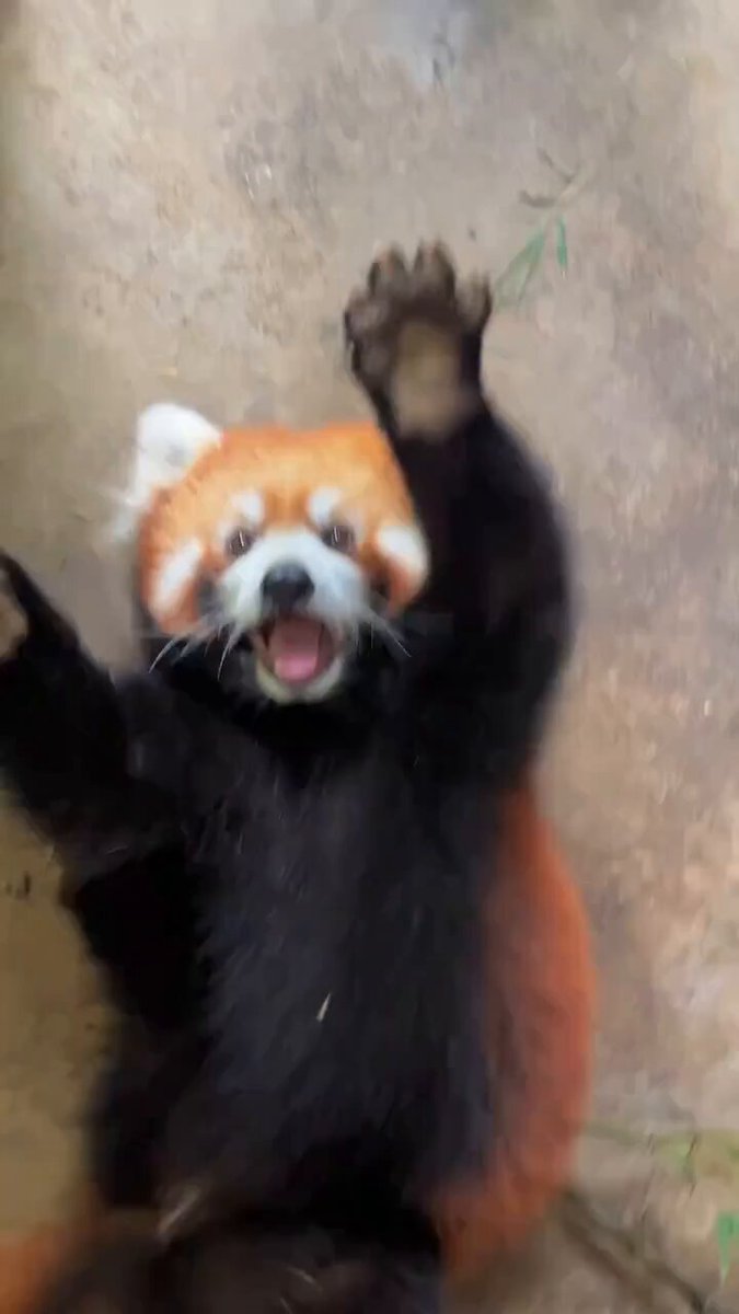 Funny Red panda