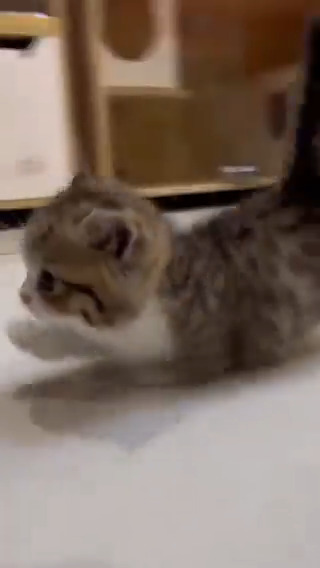 Adorable steps 😍🥰