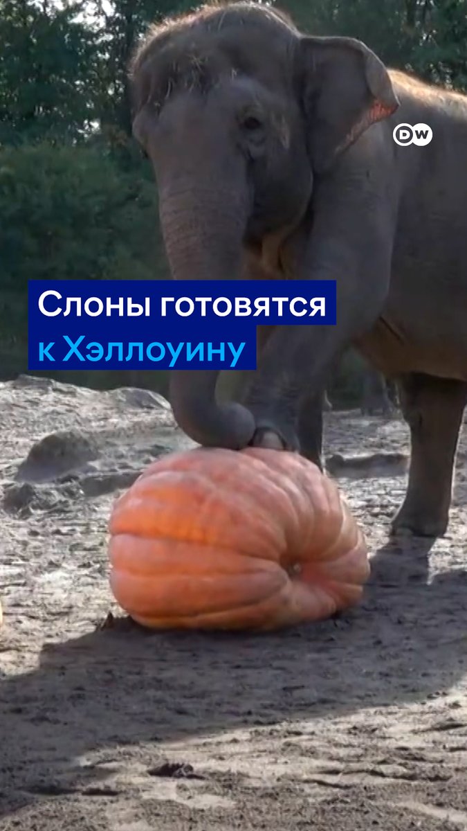 Хэллоуин совсем скоро, и слоны в зоопарке Орегона уже начали праздновать. Они давят гигантские тыквы - и лакомятся ими. В восторге и животные, и публика