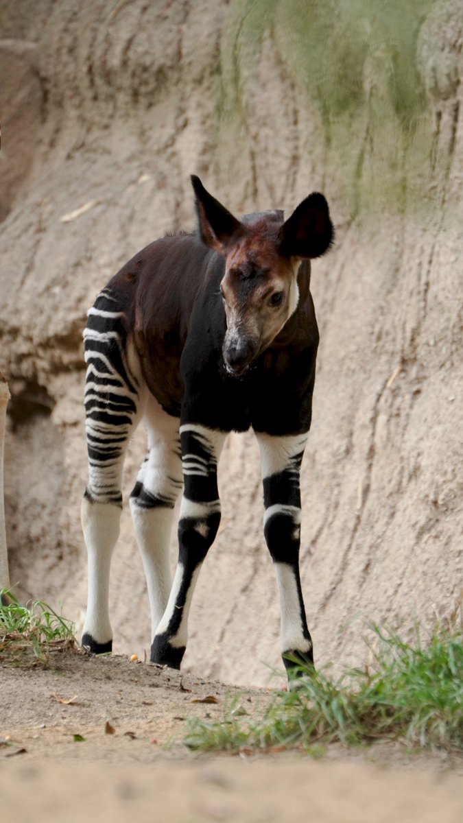 Some striped bootie cutie sweetness for World Okapi Day 🤎🦓