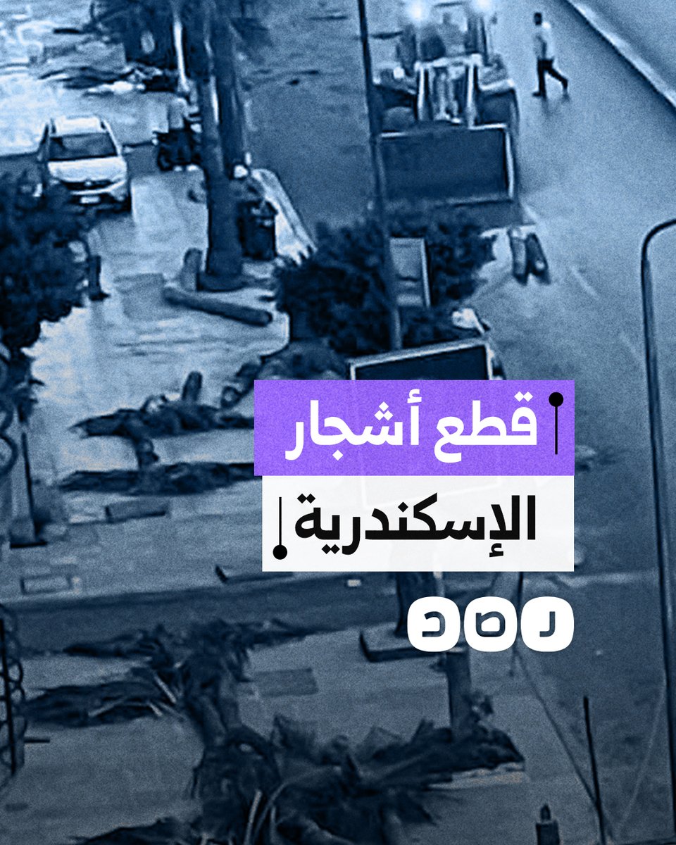 نخيل الإسكندرية ضحية جديدة في حرب السيسي ضد الأشجار.. ما القصة؟