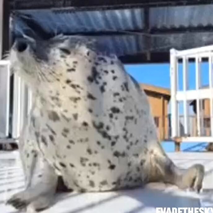Seals are so joyous and whimsical
