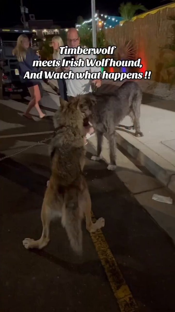 This guy has a pet wolf and it meets an Irish Wolfhound