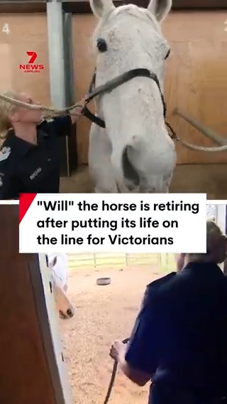 Victoria Police horse “Will” is retiring after a history of putting his life on the line for Victorians. Get the full story on 7NEWS at 6pm. NickMcCallum7 #7NEWS