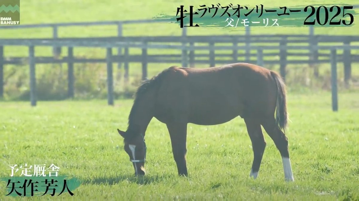 ラヴズオンリーユー2025(牡.当歳)の SP動画～母との別れ～を公開 父 モーリス 母 #ラヴズオンリーユー #LovesOnlyYou DMM バヌーシー ▽募集馬一覧はこちらから