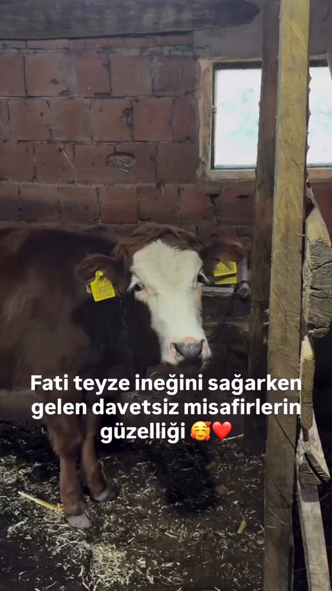 Fati teyze inek sağarken, kendi payları için sırada bekleyen davetsiz misafirler. “Hadi Allah’a emanet olun...”