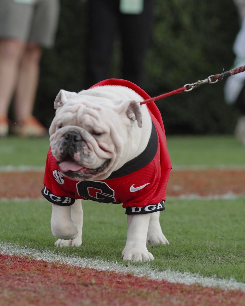 🐾 The Top Dawg 🐾 #GoDawgs