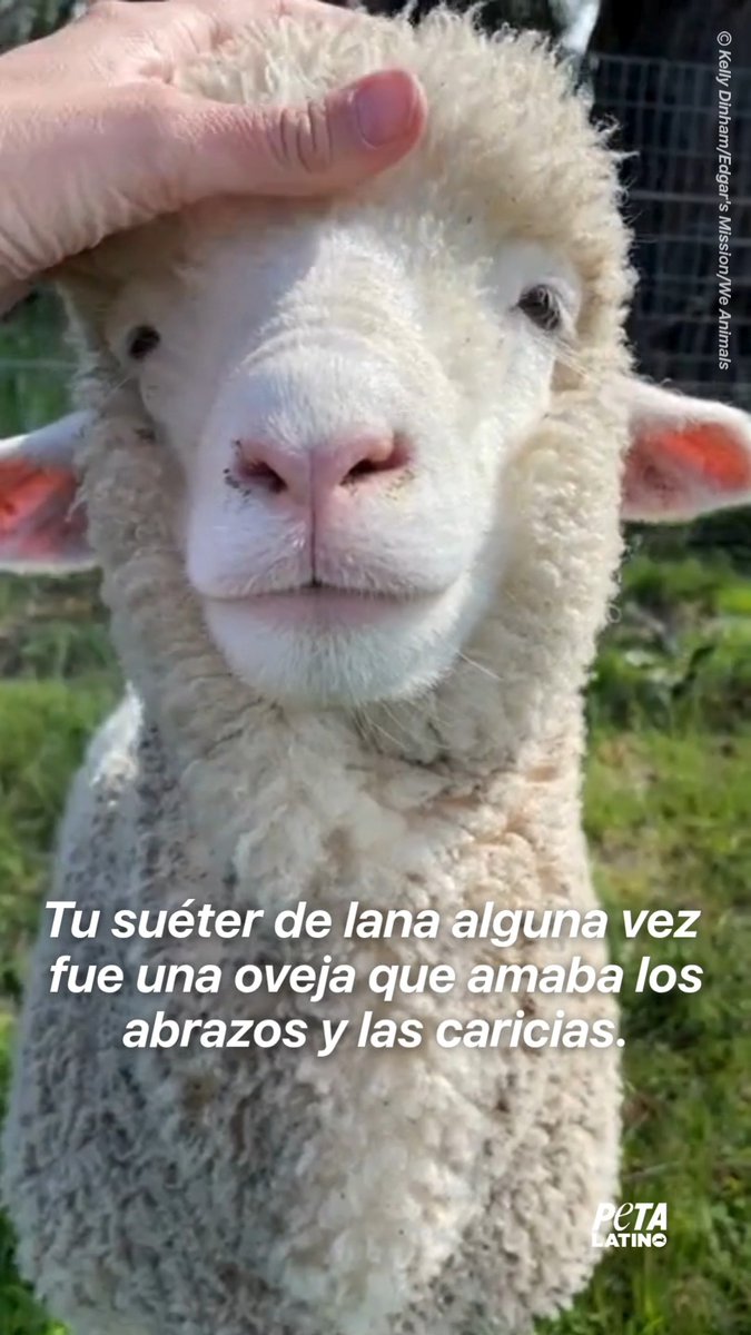 Recuerda su dócil rostro la próxima vez que vayas a comprar un suéter de lana y déjalo EN el estante 🤍🐑