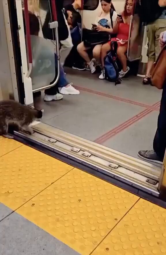 I kind of want a trash panda now….