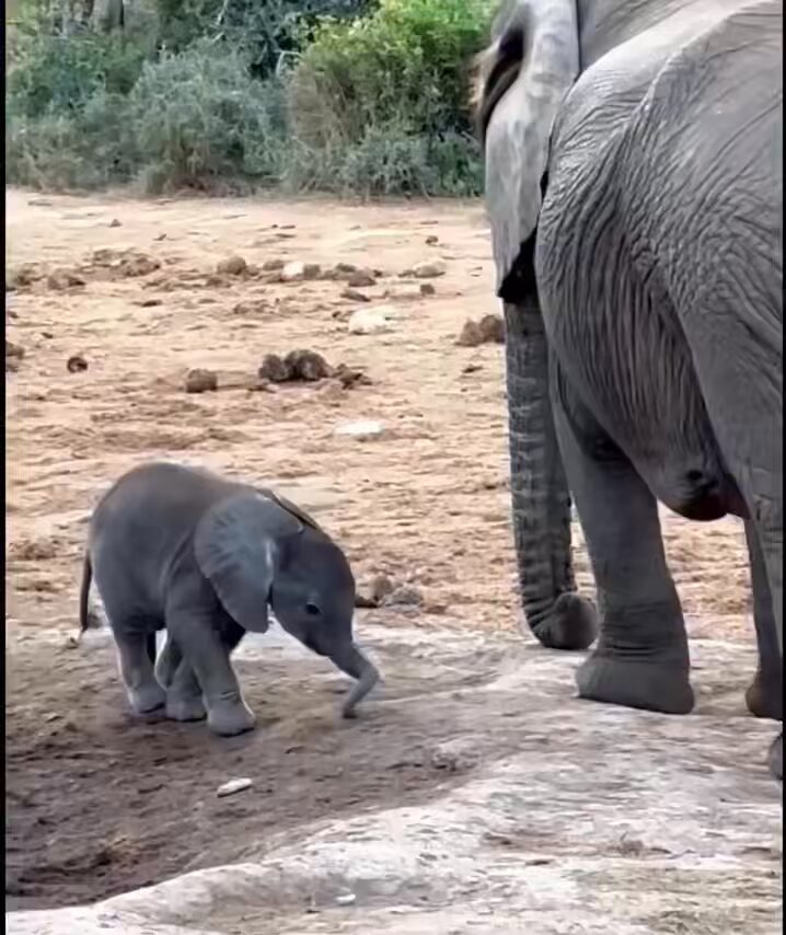Look at this baby elephant trying to figure out how to use his trunk☺️