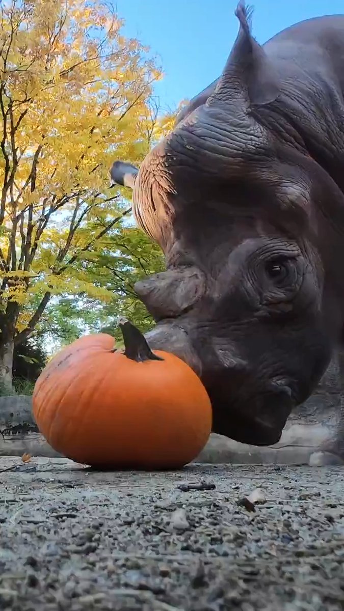 they gored the gourds