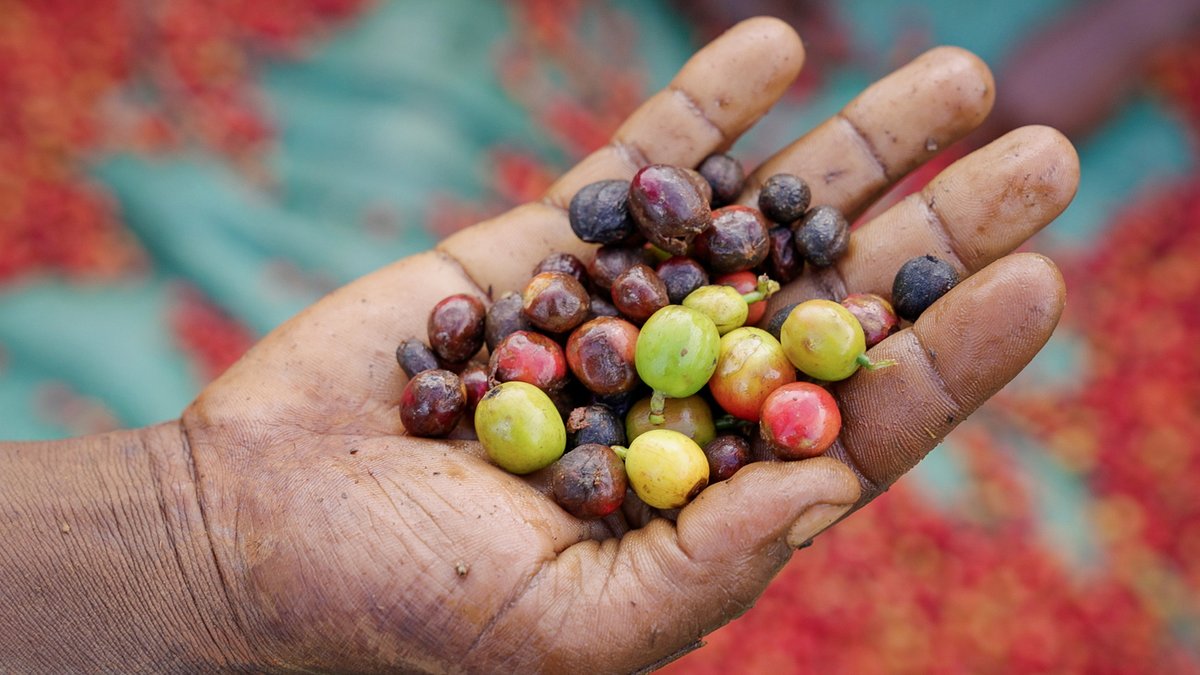 Why single-origin coffee is so expensive