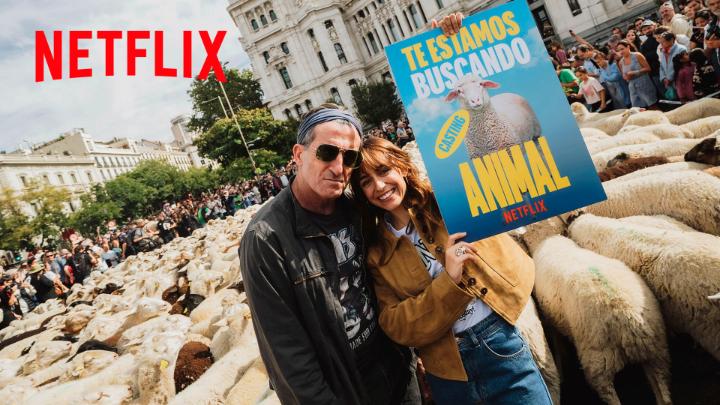 Miles de ovejas llegan a Madrid con un sueño: convertirse en estrellas. #AnimalNetflix tendrá segunda temporada. La primera, ya disponible.