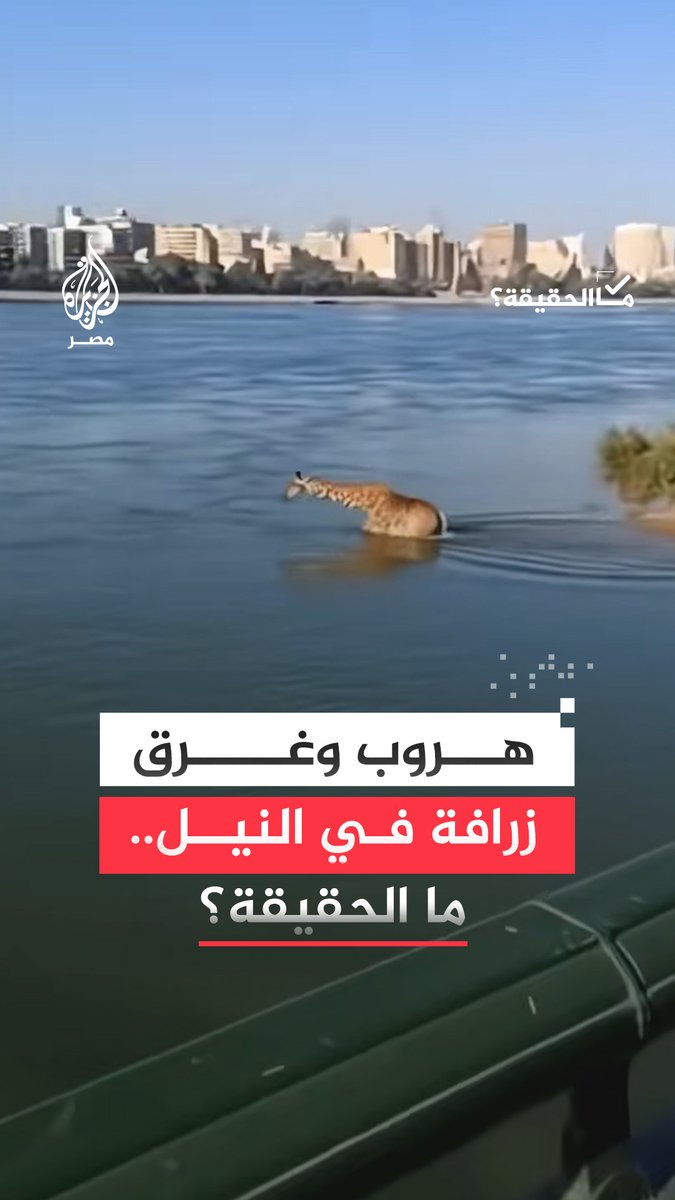 مقطع متداول يدّعي هروب زرافة من حديقة الحيوان وغرقها في نهر النيل.. #ما_الحقيقة؟