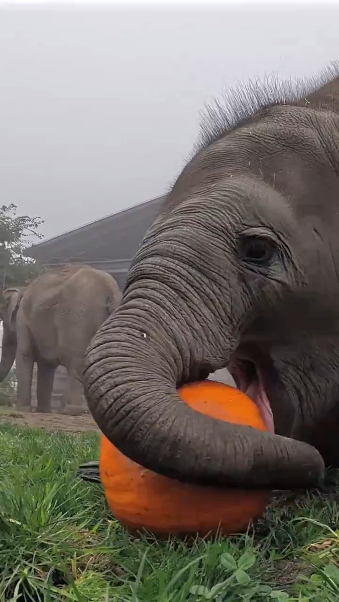 Tula's always up to pumpkin